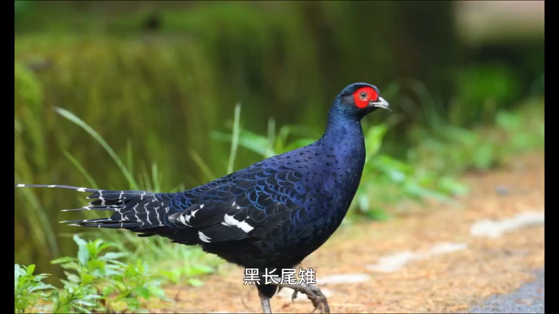 黑长尾雉
