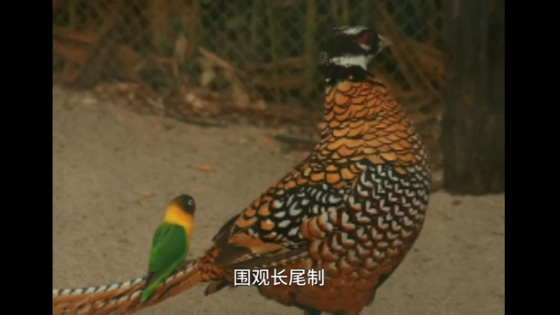 白冠长尾雉
