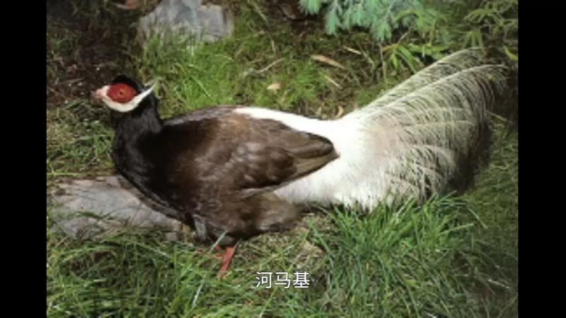 褐马鸡
