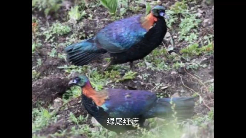 绿尾虹雉