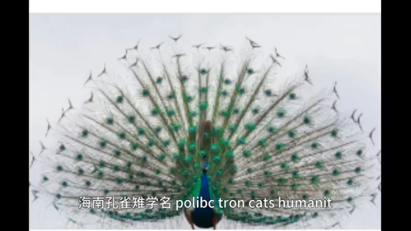 绿孔雀