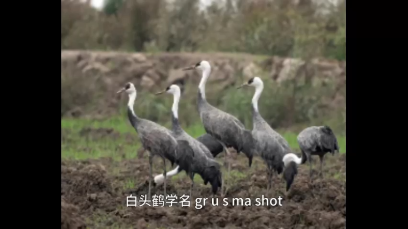 白头鹤