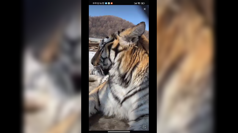 动物园里的老虎不用为吃发愁，每天除了吃就是睡