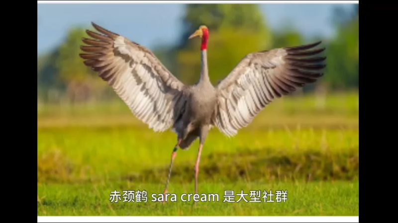 赤颈鹤