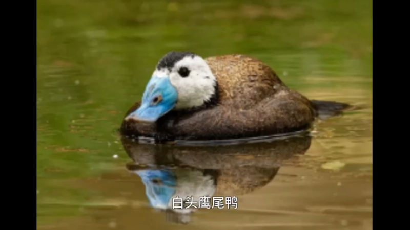 白头硬尾鸭