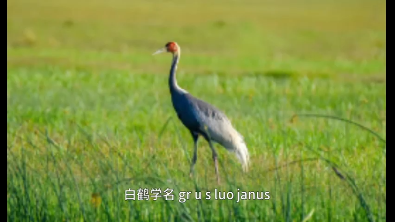 白鹤
