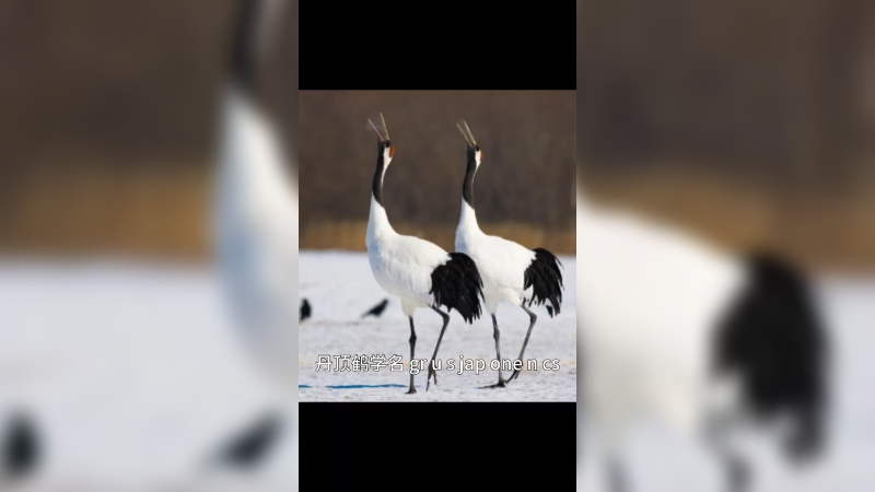 丹顶鹤