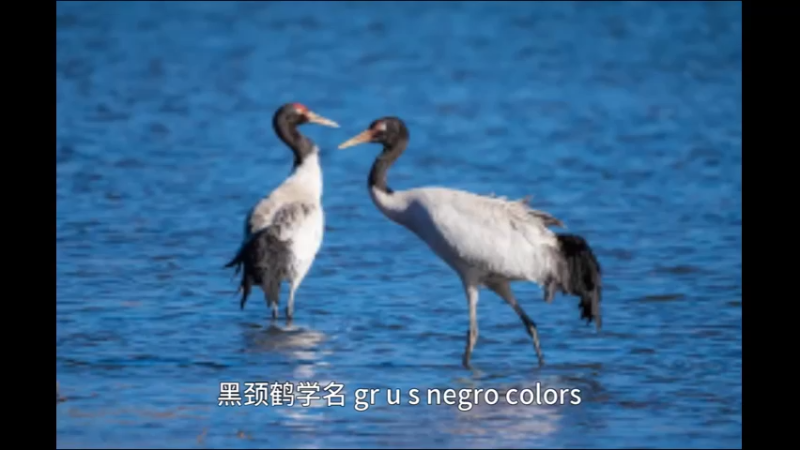 黑颈鹤