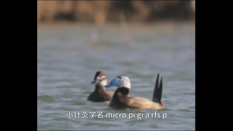 小鹃鸠