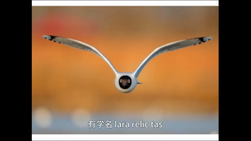 遗鸥