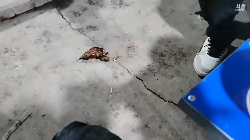 肖哥和大家直播煎虾和泥鳅