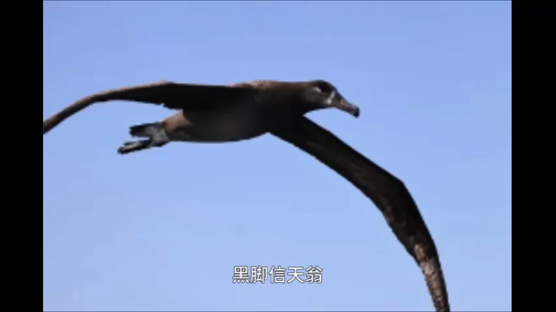 黑脚信天翁