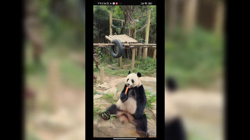 广州的大熊猫吃完胡萝卜吃竹笋真是快乐啊