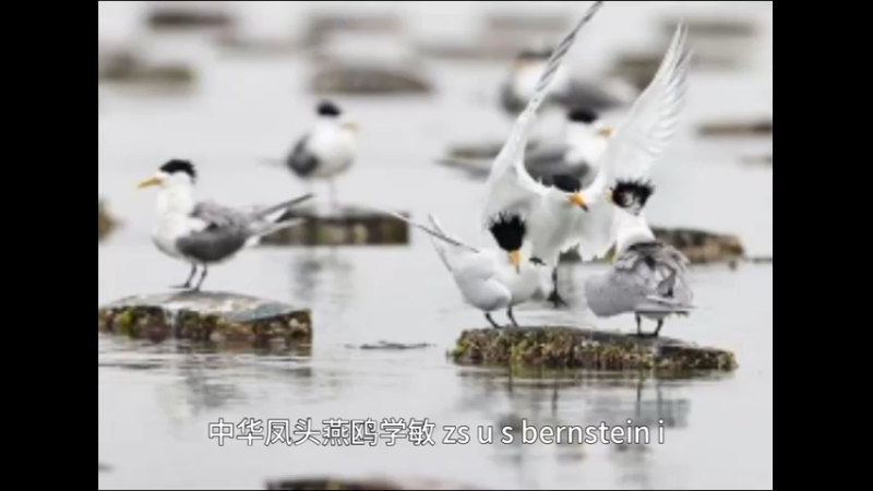 中华凤头燕鸥