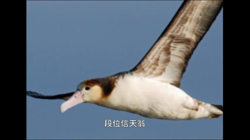 短尾信天翁