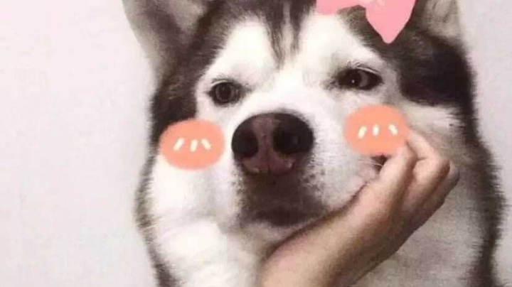 【2023-3-18 22点场】炸毛毛阿cccccc:猫又小姐姐