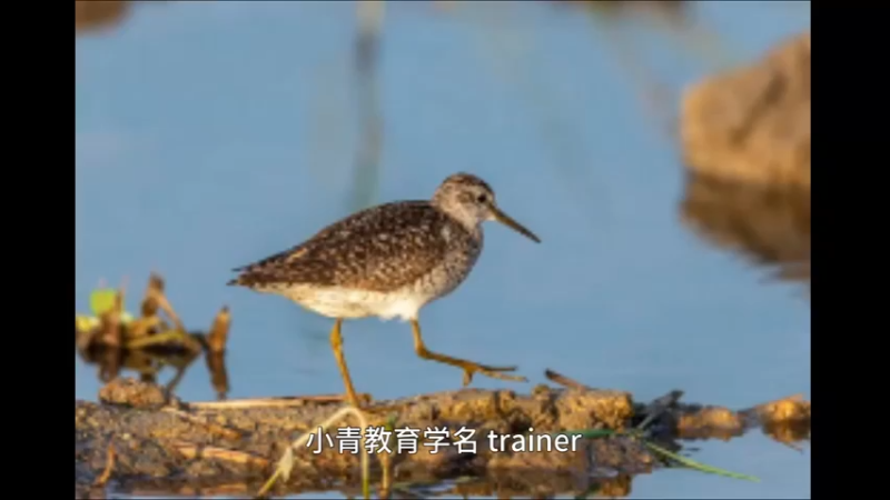 小青脚鹬