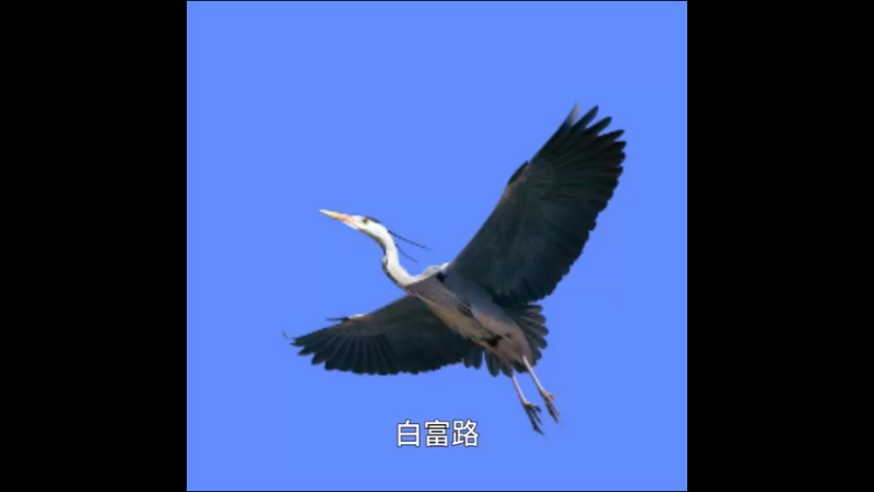 白腹鹭