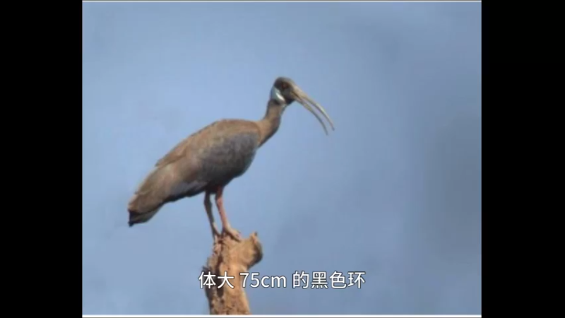白肩黑鹮