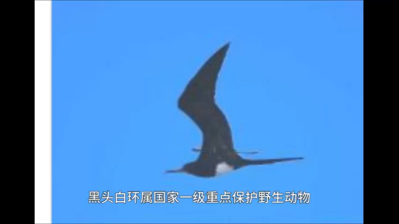黑头白鹮