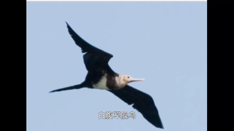 白腹军舰鸟