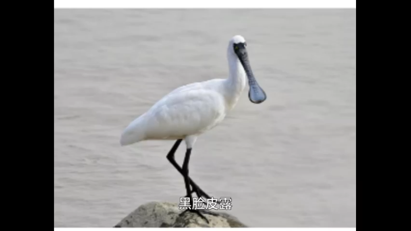 黑脸琵鹭