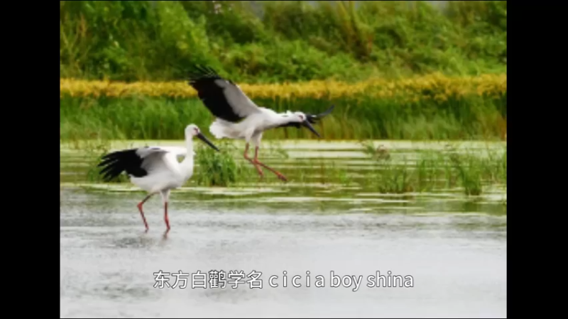 东方白鹳