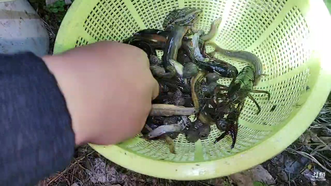 【2023-03-24 18点场】洪湖小肖：今晚收地笼做美食