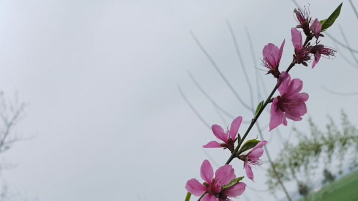 【2023-3-24 21点场】果子宝呗吖:春风十里不如你❤️ 5977393