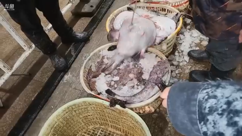 肖哥大晚上去看海鲜