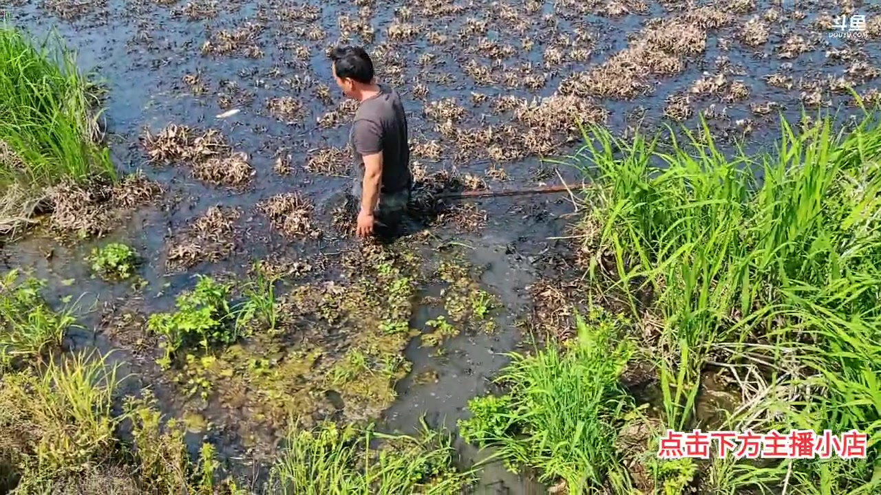 【2023-04-01 12点场】洪湖小肖：今天把甲鱼价格打下来
