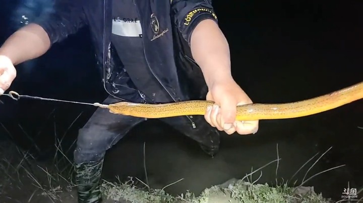 肖哥晚上直播打野抓小龙虾和黄鳝，这大黄鳝好大