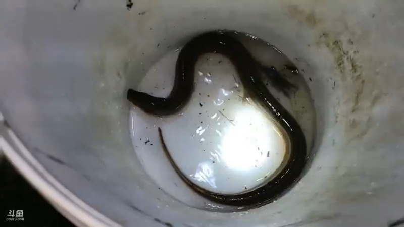 肖哥晚上户外打野抓黄鳝，钓黄鳝要耐心