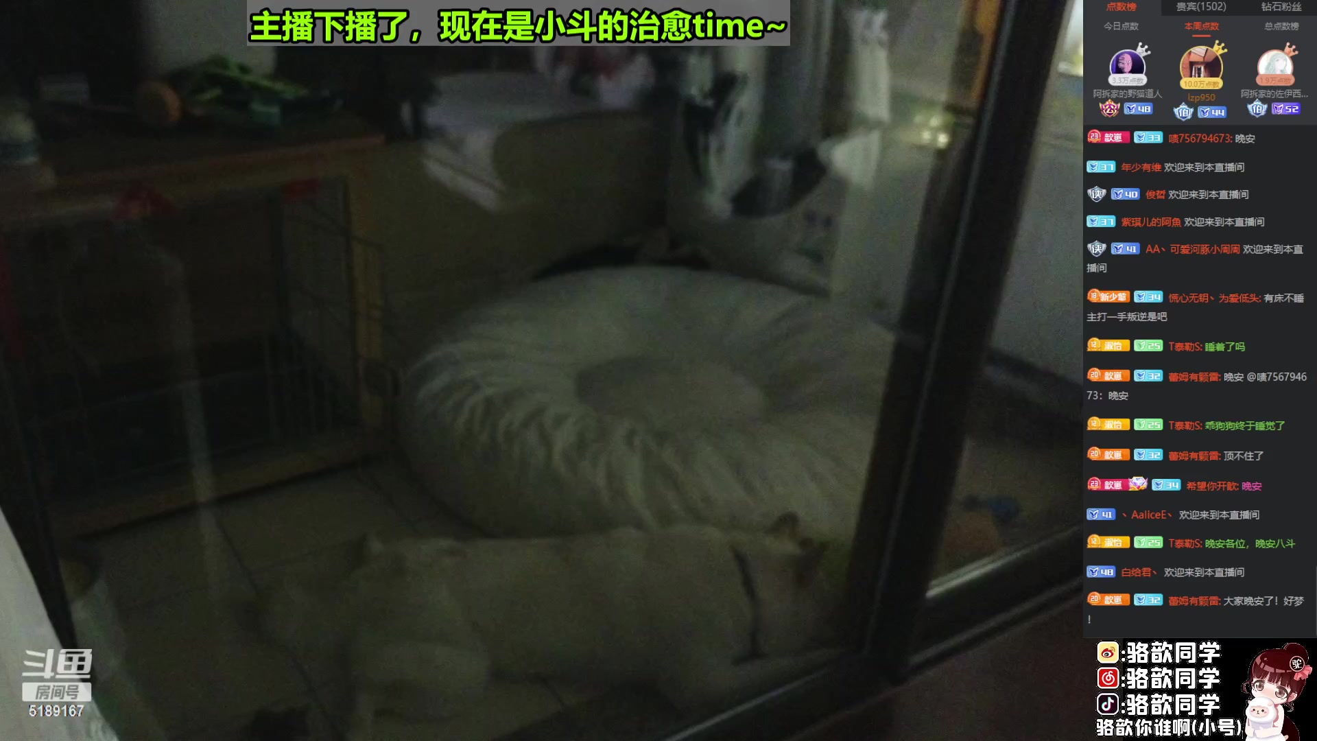 【2023-04-02 02点场】骆歆冲冲冲：八斗：嘿！你也喜欢小狗吗