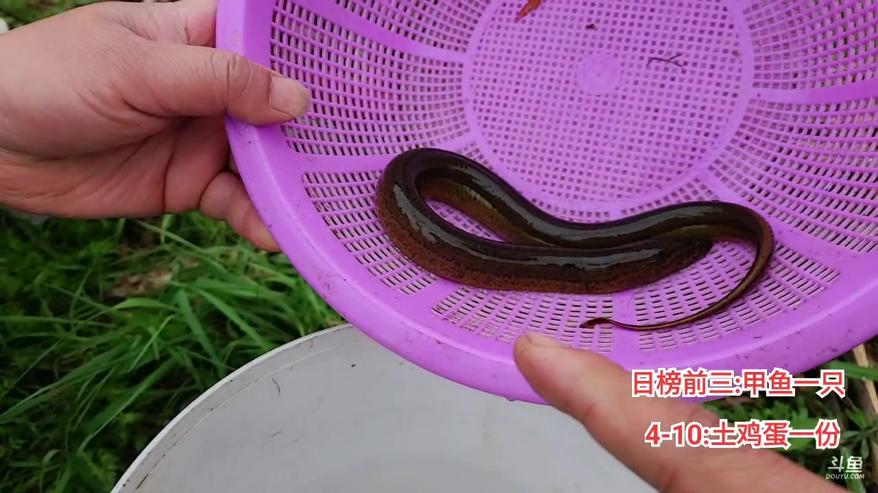 【2023-04-04 12点场】洪湖小肖：今天跑长途来选甲鱼