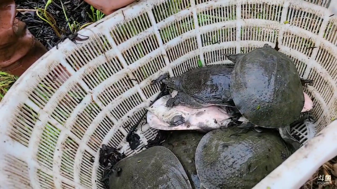 【2023-04-04 08点场】洪湖小肖：今天跑长途来选甲鱼