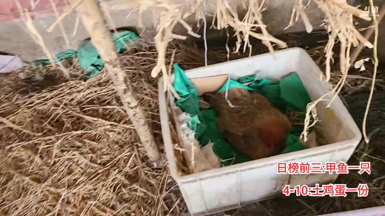 【2023-04-04 14点场】洪湖小肖：今天跑长途来选甲鱼