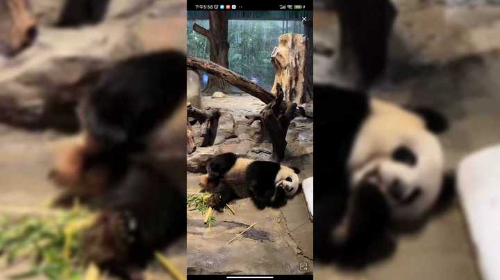 大熊猫下午六点要下班想睡觉了