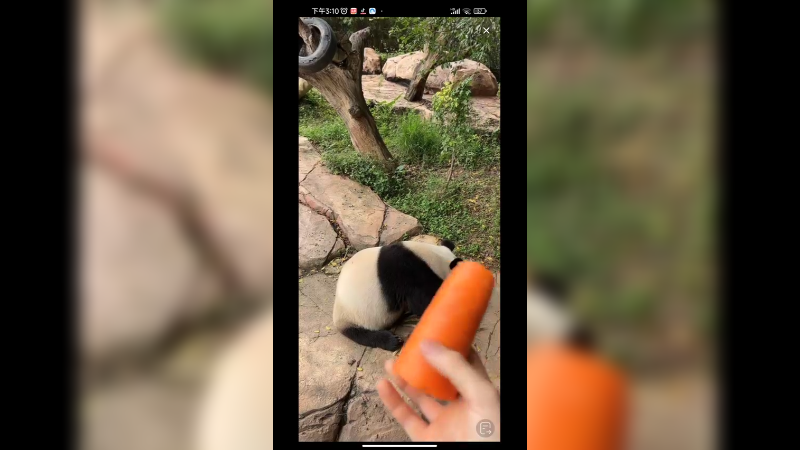 大熊猫还是很喜欢吃胡萝卜的啊