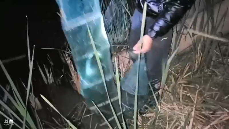 肖哥派好兄弟收地笼，有小龙虾泥鳅小鱼，桶要满了，吃不完啊