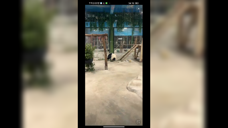 大熊猫在吃秋千上的竹子，好聪明的