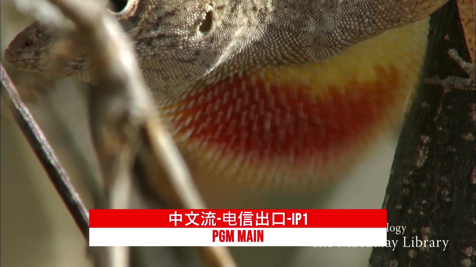 【2023-04-06 14点场】FIFAOnline4官方直播间：2023EACC春季赛