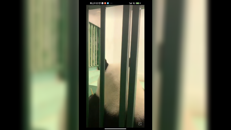 大熊猫晚上不睡觉还在吃竹子呢，一天吃六次以上