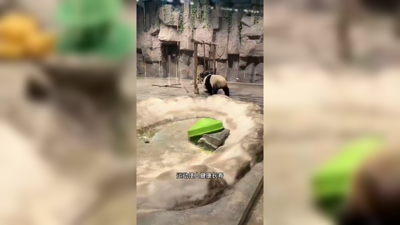大熊猫爱运动，表演绝活好搞笑