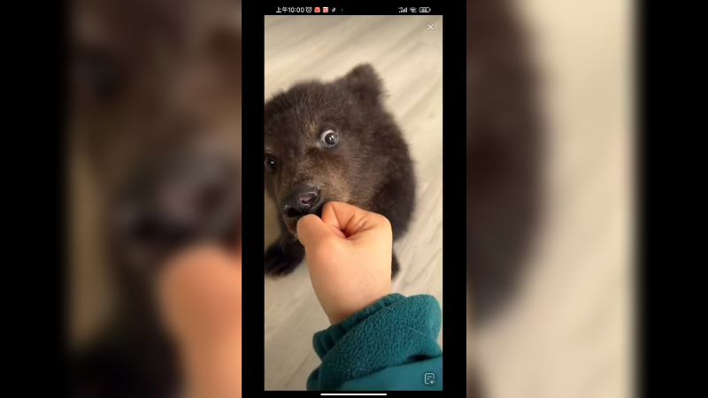 小黑熊真可爱，走路摇摇晃晃