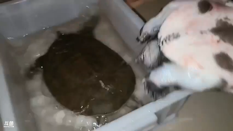 肖哥夸自己的甲鱼非常好