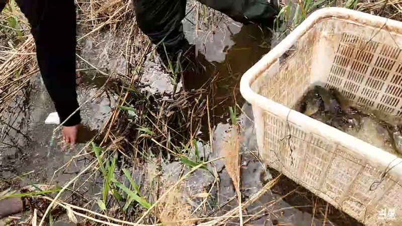 【户外】微山湖捕鱼武工队的精彩时刻 20230409 13点场