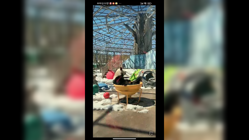 大熊猫早上八点先坐着玩，真可爱啊