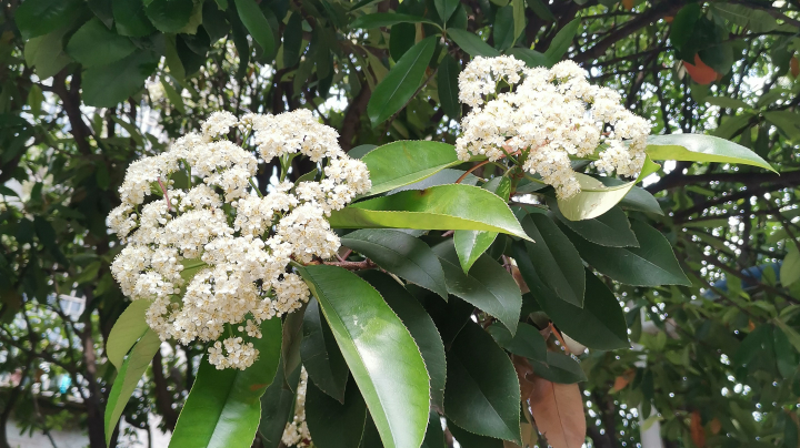 【2023-4-8 23点场】皮皮乔本乔:看号/回归/年套/各种副本不排队~