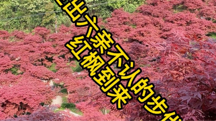 走出六亲不认的步伐，哈哈，团建户外活动